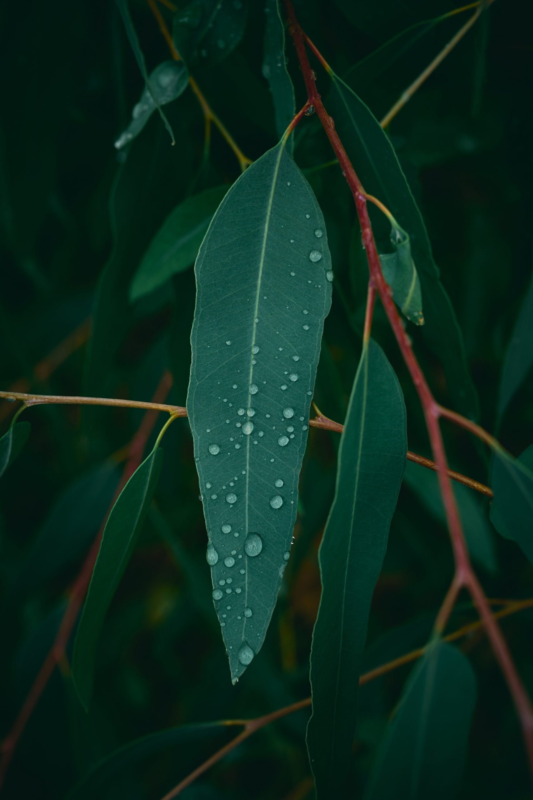 Sze-Fei Peng appointed as General Manager, Australia